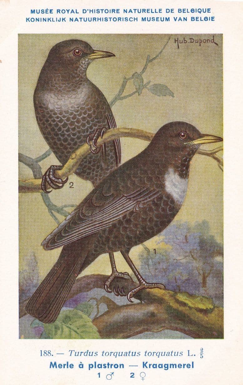 Ring Ouzel Turdus Torquatus Bird WW2 Rare Postcard