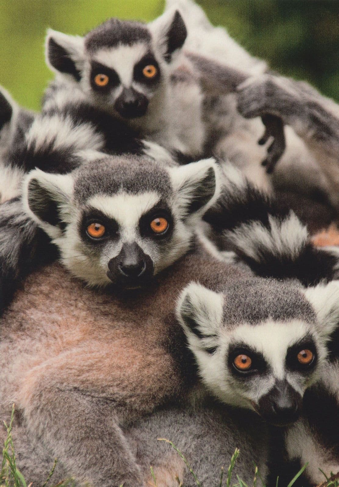 Ring Tailed Lemur Kattas Lemuren Stunning German Real Photo Postcard