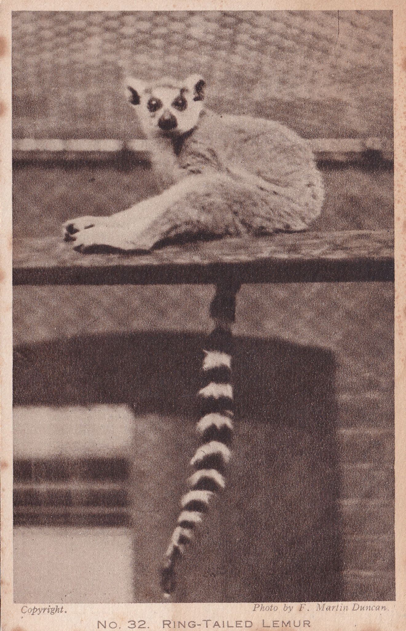 Ring Tailed Lemur London Zoological Gardens Old Postcard