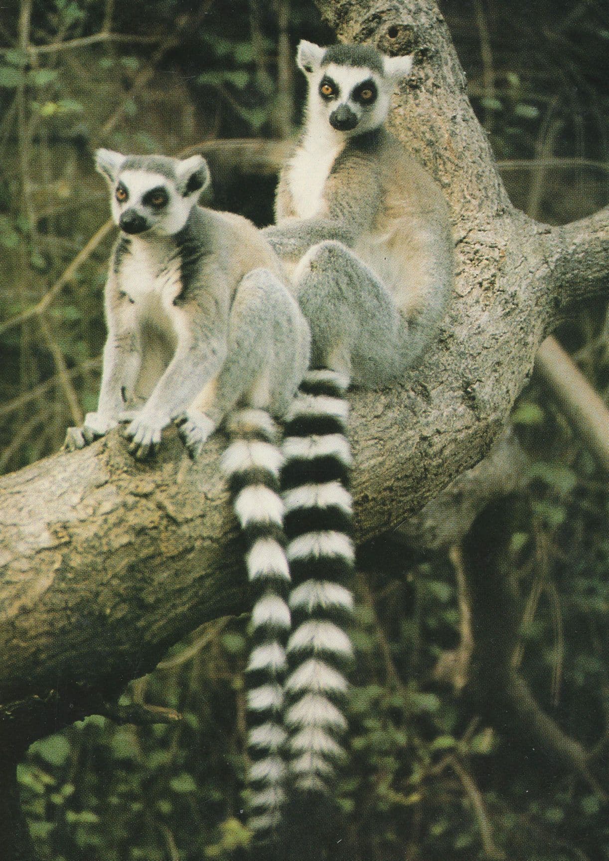 Ring Tailed Lemurs at Cotswold Park Oxford Zoo Postcard