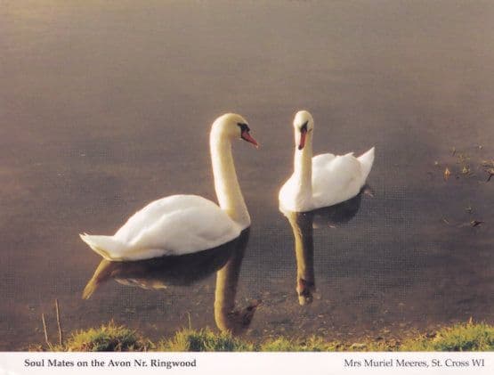 Ringwood River Avon Duck Birds Soul Mates Rare WI 1980s Hampshire Postcard