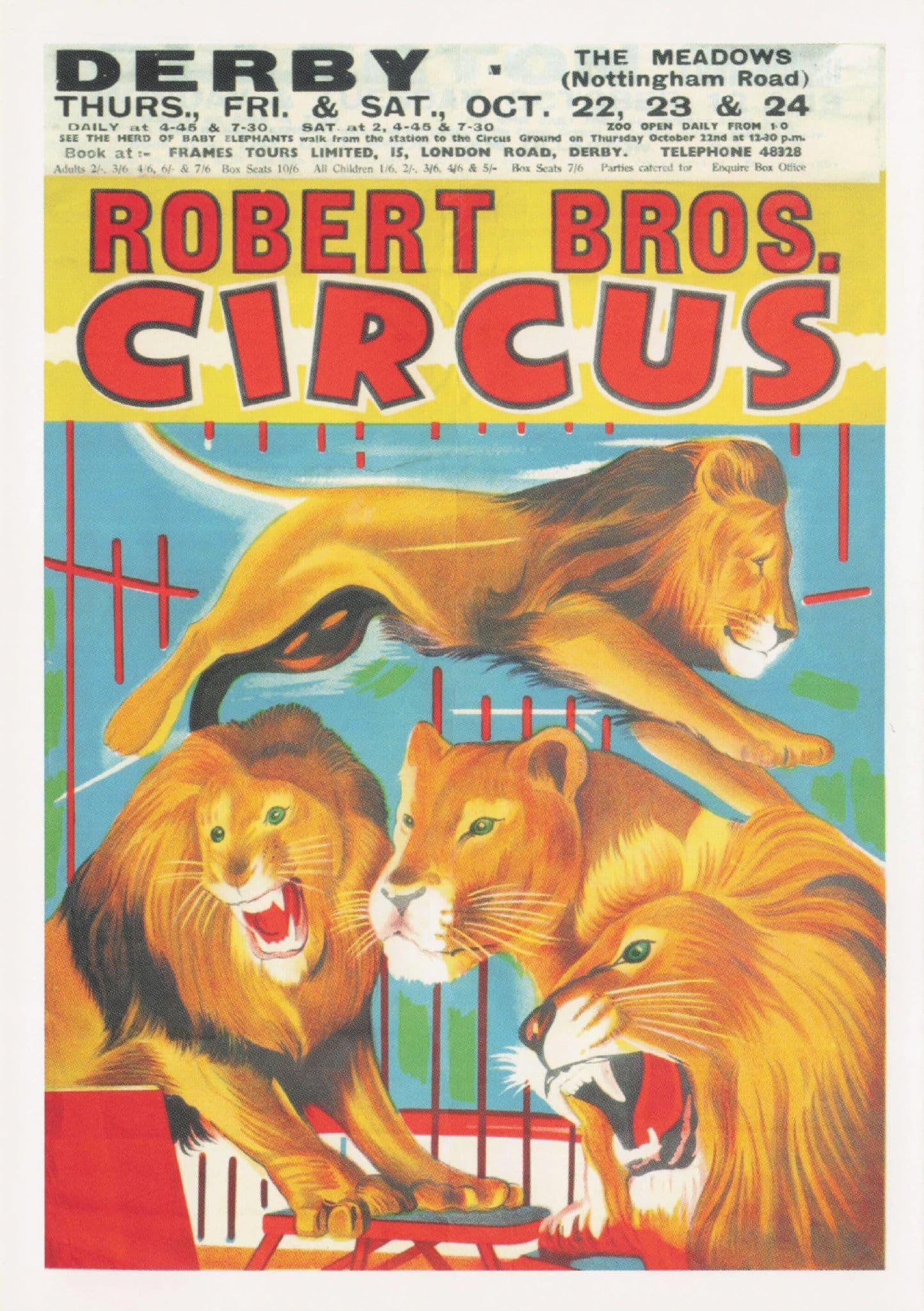 Robert Brothers Circus Lions Giant Cats At Derby Poster Postcard