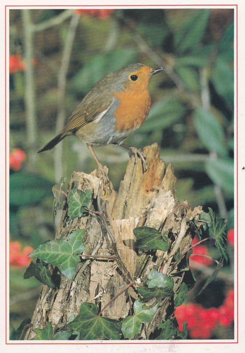 Robin Bird Eggs Nest Diet Plumage Arthur Dixon Postcard