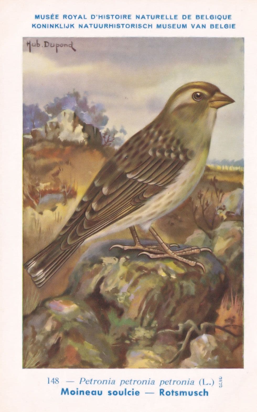 Rock Sparrow Petronia Vintage WW2 Bird Rare Postcard