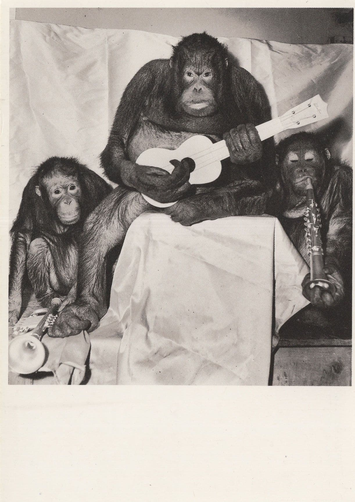 Rock Star Monkey Gorilla Saxophone Guitar Comic Postcard