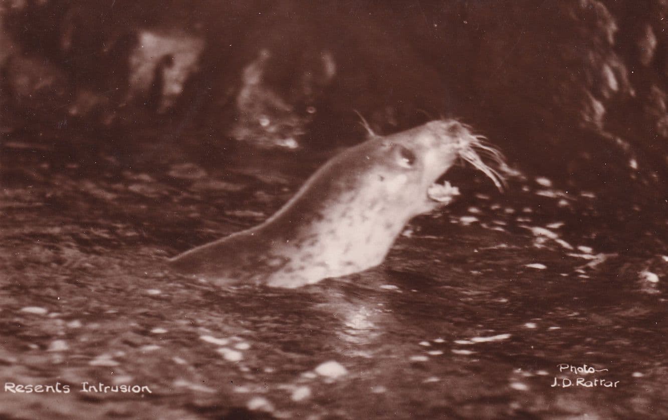 Rodent Animal Attacking On Intrustion Old RPC Postcard
