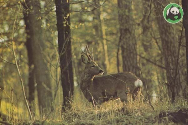 Roe Deer Save The Panda Postcard