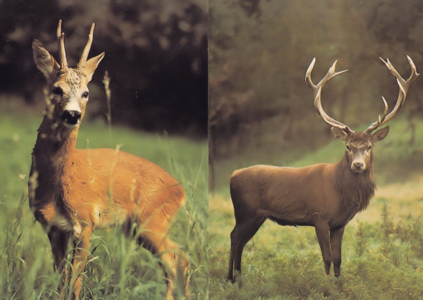 Roe & Red Deer 2x 1970s Postcard s