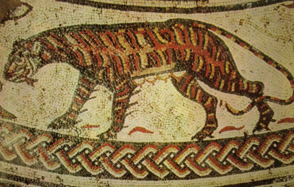 Roman Tigress at Woodchester Church Tiger Pavement Postcard