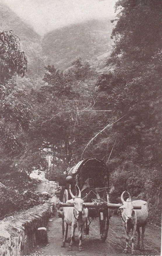 Romany Gypsy Bullock Cart Antique Postcard