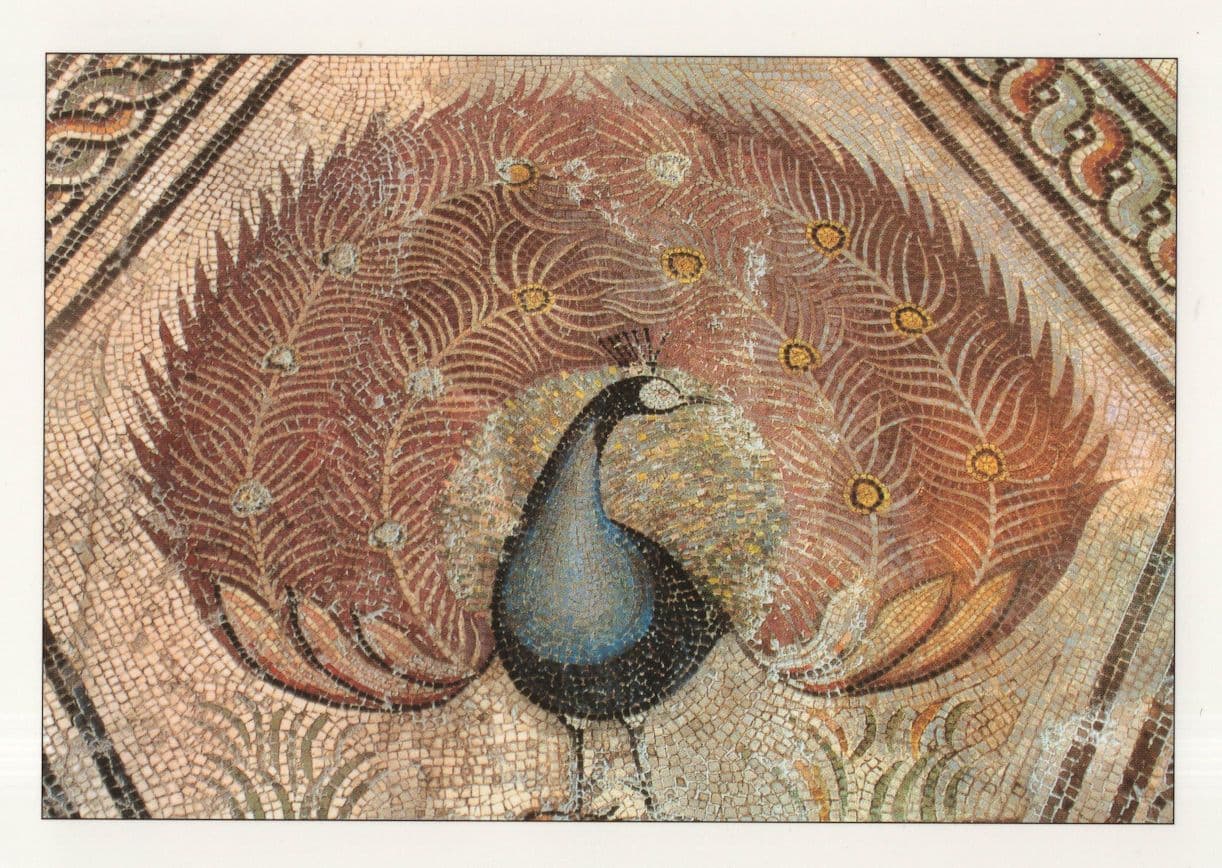 Rome Pheasant Bird Mosaic Roman History Museum Postcard