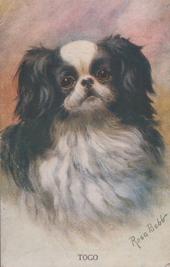 Rosa Bebb Painnting Oilette Togo Dog Antique Postcard