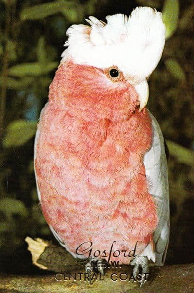Rose Breasted Cockatoo Gosford New South Wales Australia Galah Photo Postcard