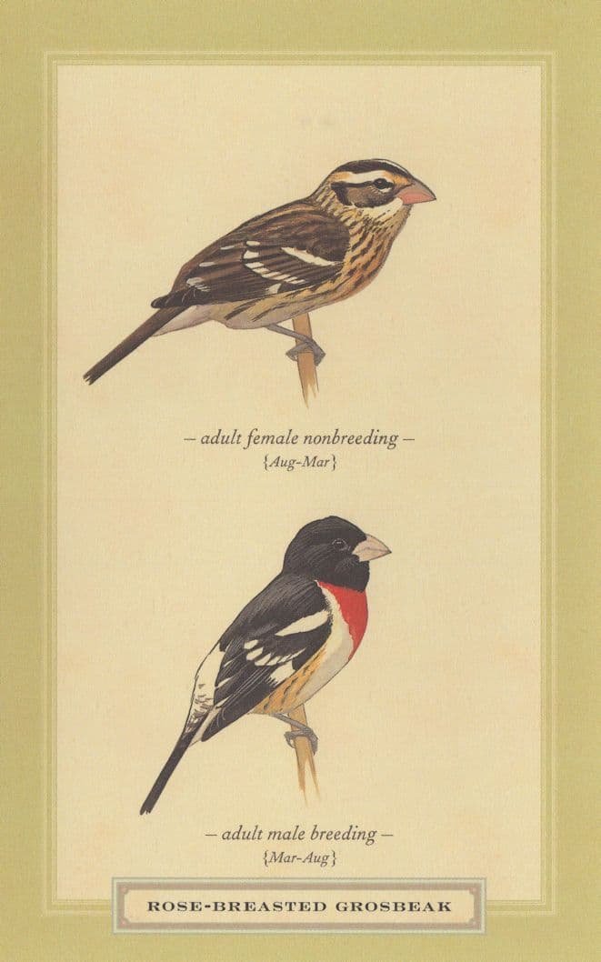 Rose Breasted Grosbeak Adult Male Female Nonbreeding Bird Postcard