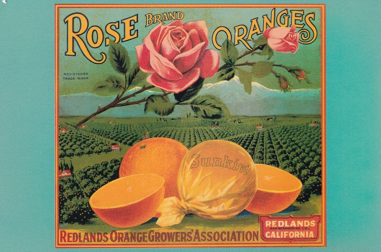 Rose Oranges Redlands Orange Fruit Growers Assoc Postcard