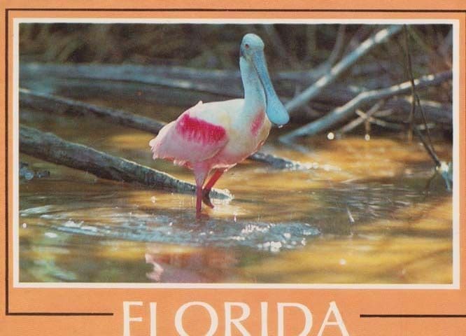 Roseate Spoonbill at Florida Everglades Rare Bird Postcard