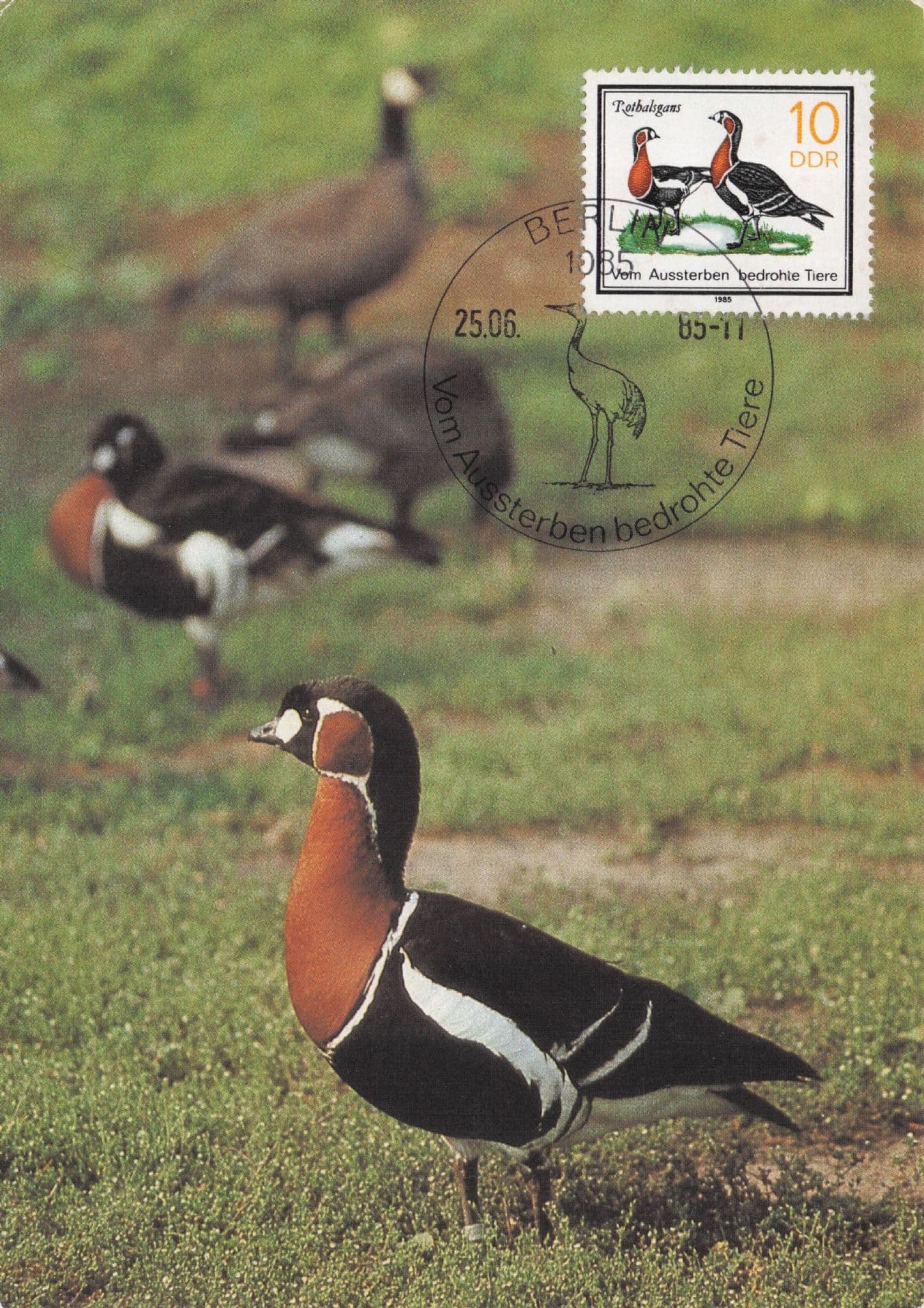 Rothalsgans German Red Breasted Goose Bird Rare FDC Postcard