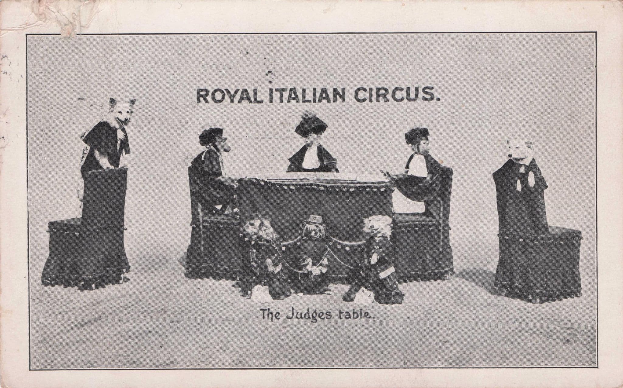Royal Italian Circus Court Of Anthromorphic Bears Antique Postcard