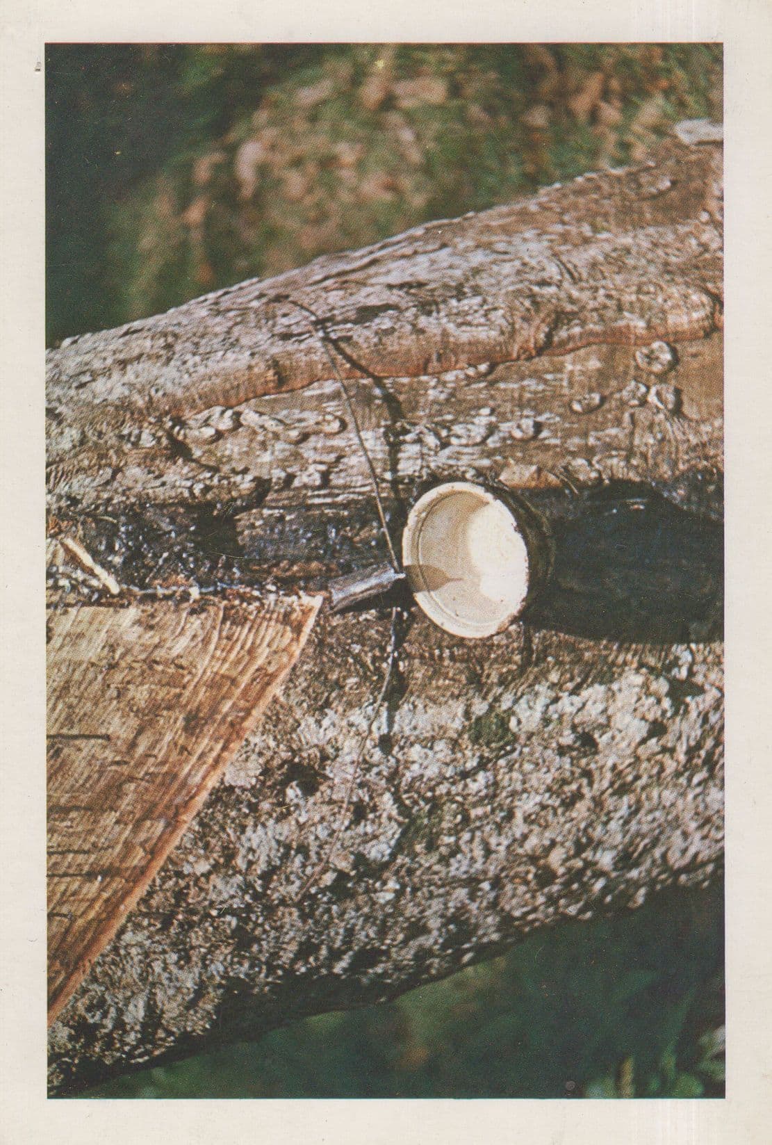 Rubber Tapping Malaya Postcard