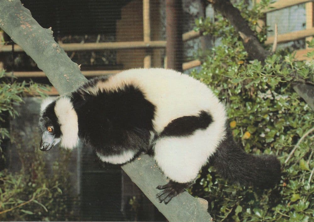 Ruffed Lemur Balancing On Ledge Australian Animal Postcard