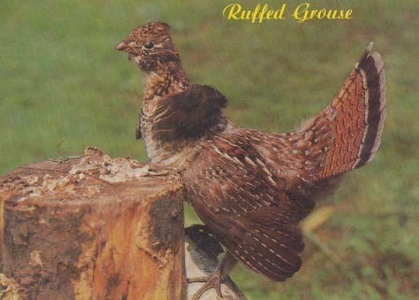 Ruffled Grouse in Shunk PA Rare Bird Postcard