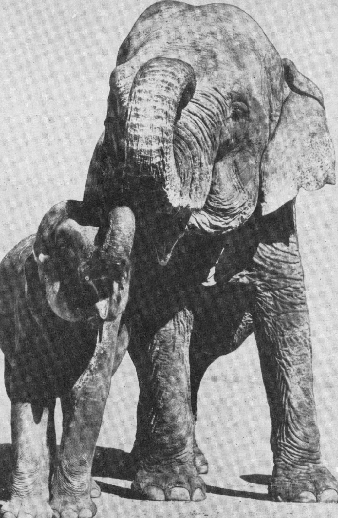 Ruth & Baby Asiatic Elephants Barnum & Bailey Circus Vintage Postcard