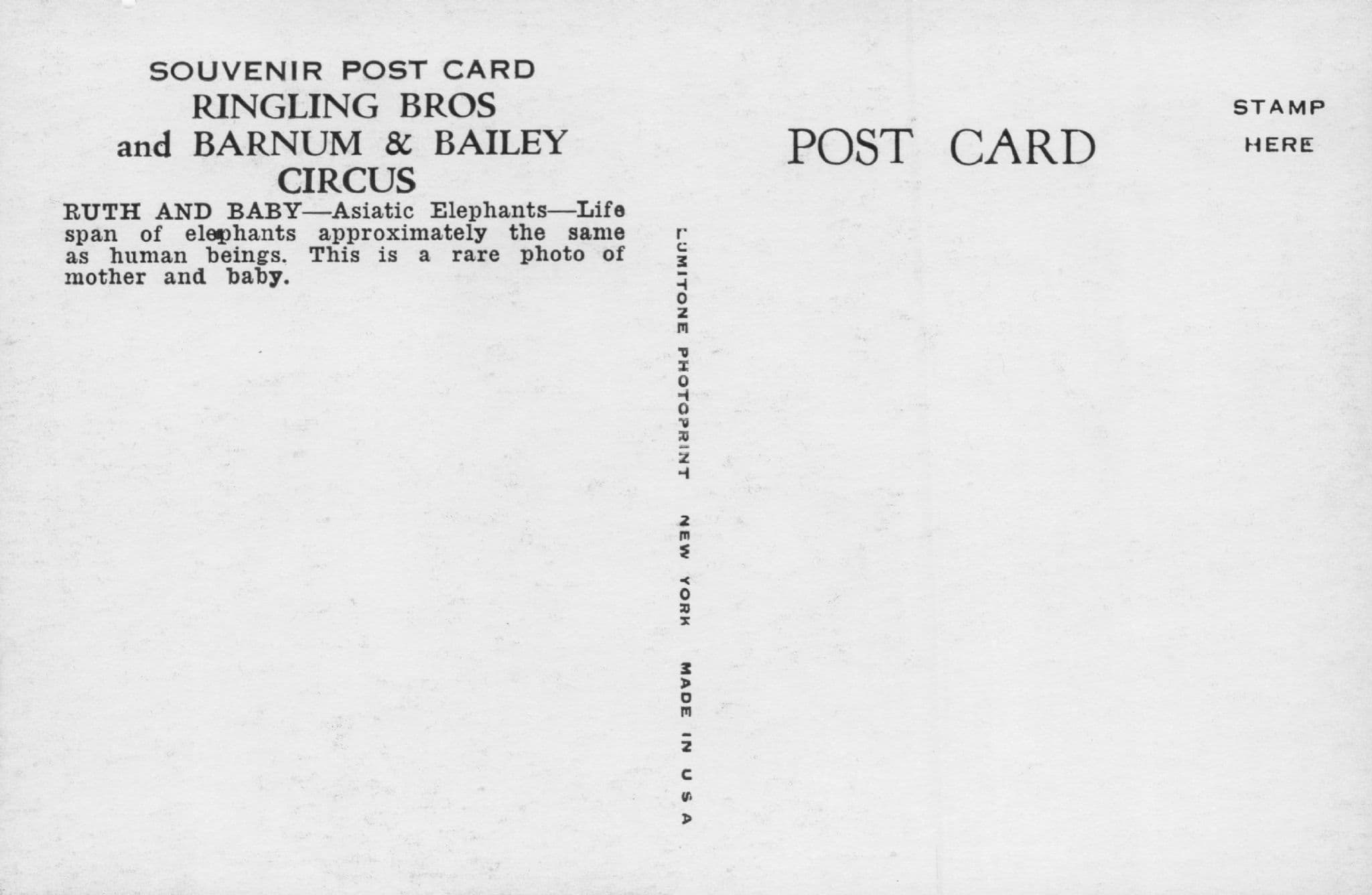 Ruth & Baby Asiatic Elephants Barnum & Bailey Circus Vintage Postcard