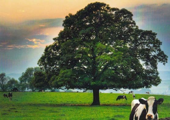 Rylestone Tree Yorkshire Skipton Photo Photography Winner Postcard