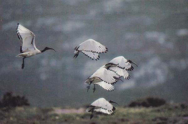 Sacred Ibis At Langebaan South Africa African National Park Rare Bird Postcard