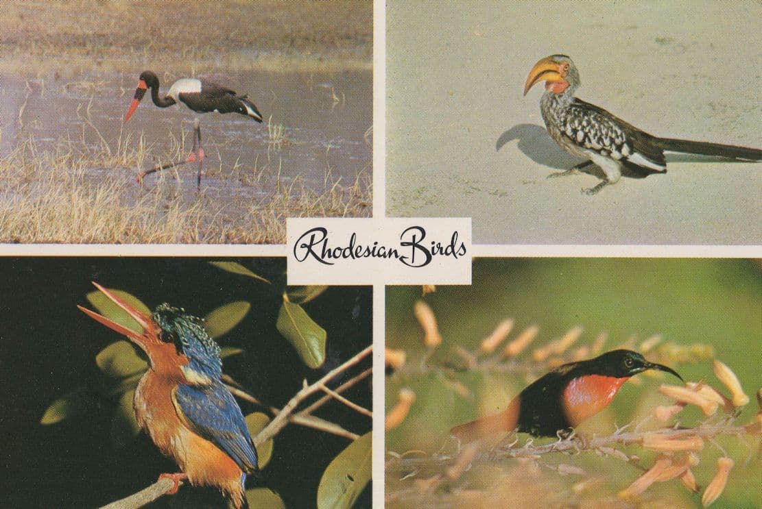 Saddlebill Stork Yellow Billed Hornbill Sunbird Kingfisher Rhodesia Bird Postcard