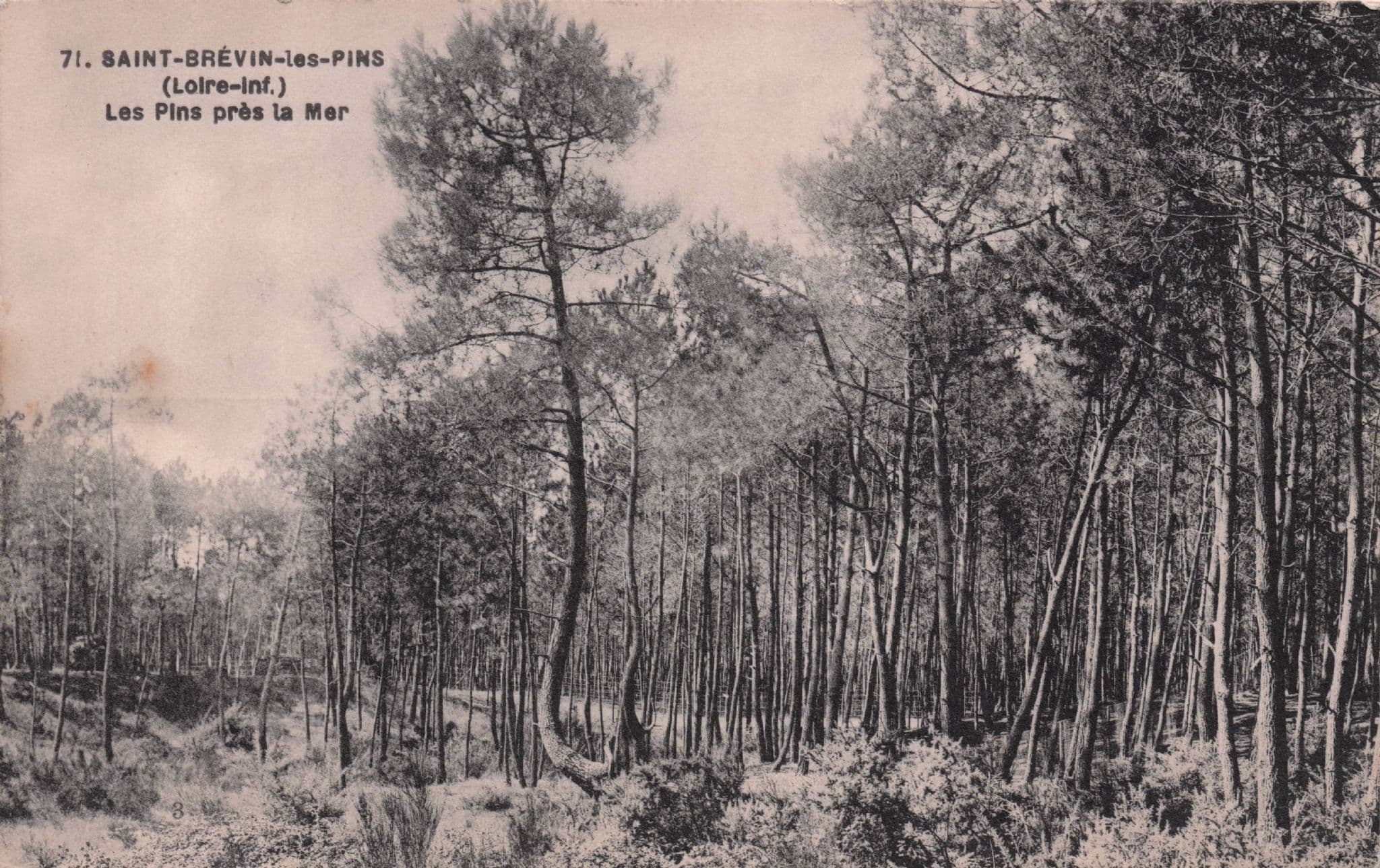 Saint Brevin Les Pins Pres La Mer French Forest Old Postcard