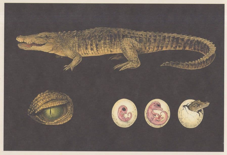 Saltwater Crocodile Foetus & Growth Cycle Painting Postcard