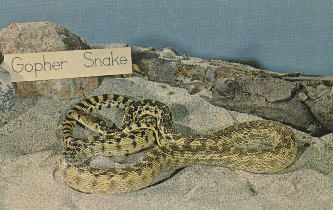 San Diego Gopher Snake Postcard