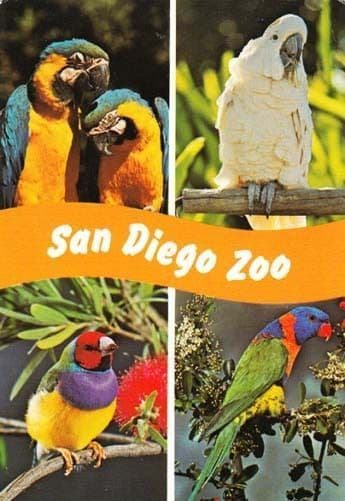 San Diego Zoo Macaw Cockatoo Gouldian Finch Bird Lorikeet Rare Photo Postcard
