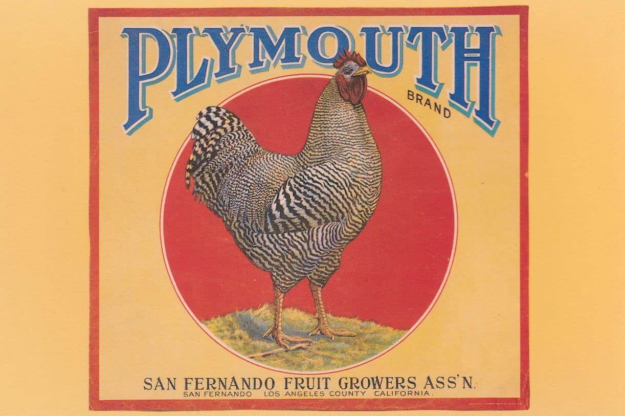 San Fernando Fruit Growers Assoc Plymouth Advertising Postcard