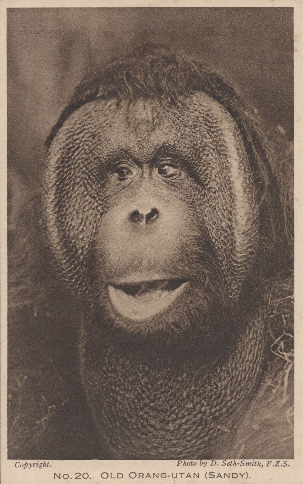 Sandy The Old Orang Utang At London Zoo Antique Postcard