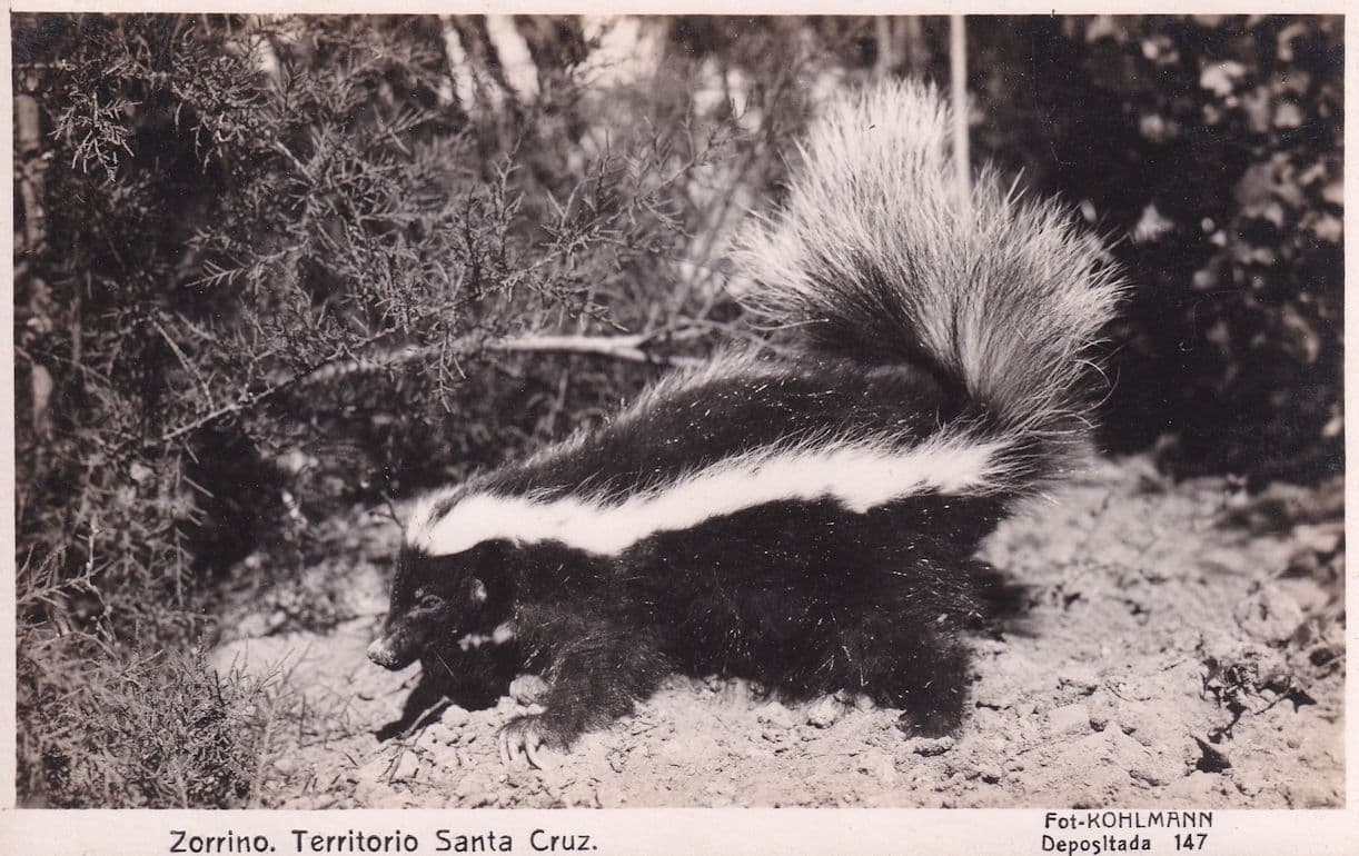 Santa Cruz Zorrino Skunks Real Photo Old Postcard