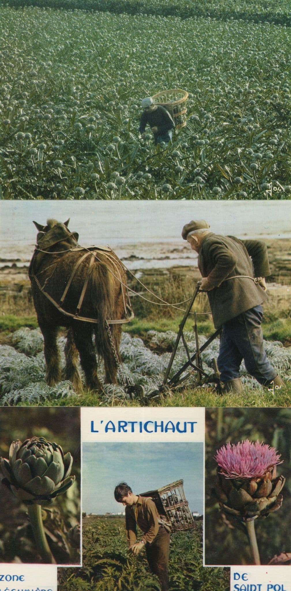 Sarciage Paus Des Artichauts Saint Pol De Leon 3x French Postcard s