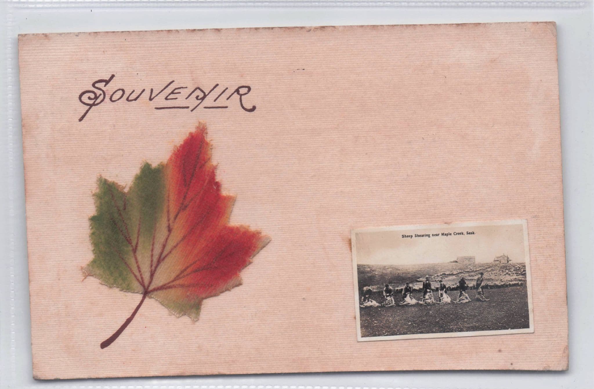 Saskatchewan Real Leaf Canadian Sask Canada Antique Postcard