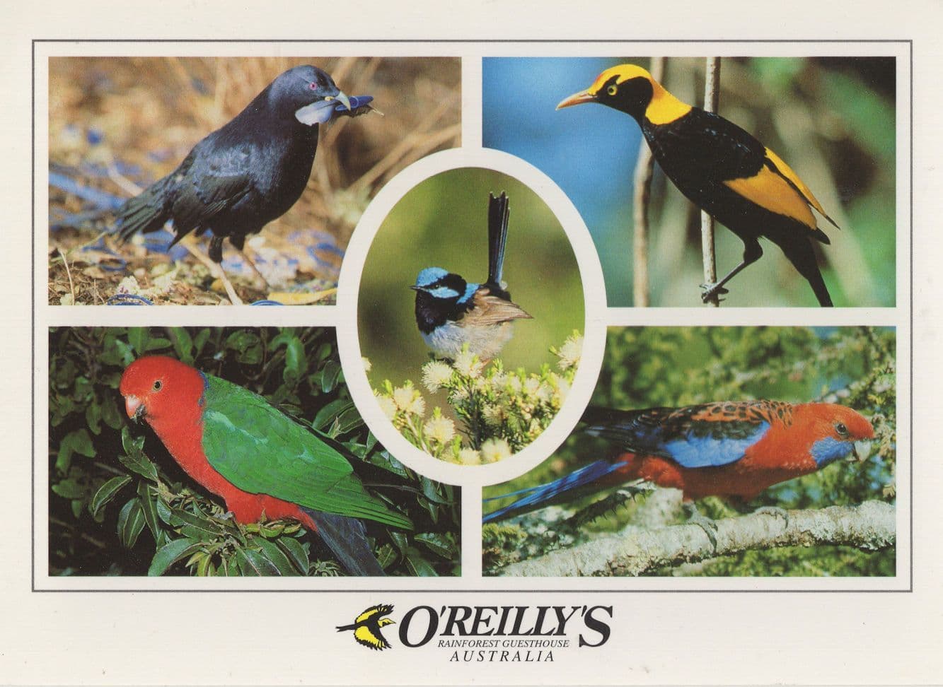 Satin & Regent Bower Bird OReillys Rainforest Guest House Australia Postcard