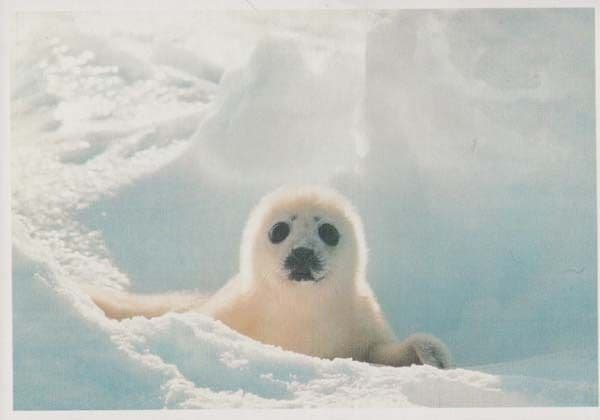 Save The Seal Killing Animal Slaughter Waltham Cross Rare 1970s Tescos Postcard
