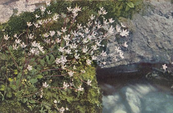 Saxifraga Stellaris Vintage Flower Postcard