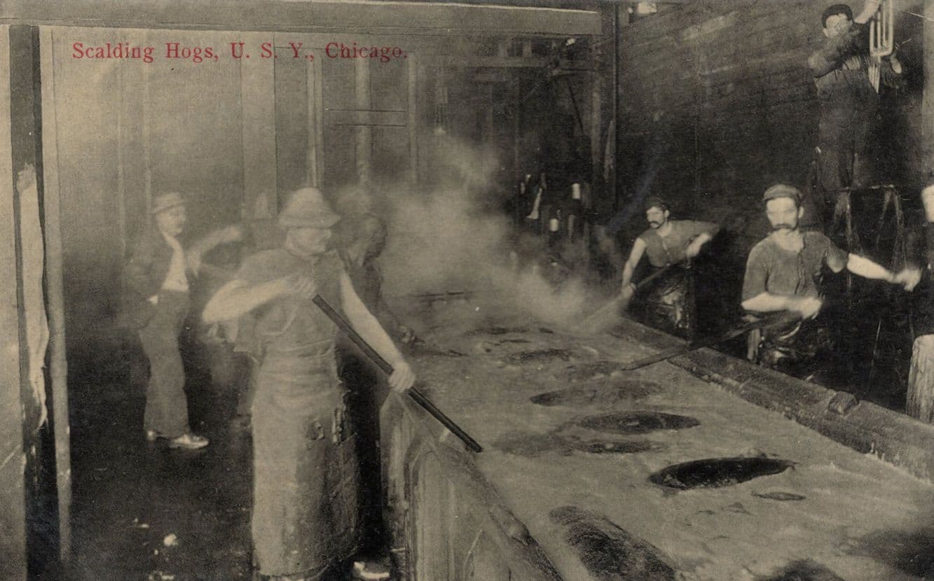 Scalding Hogs Dead Pigs Cooking Chicago Slaughterhouse USA Old Postcard