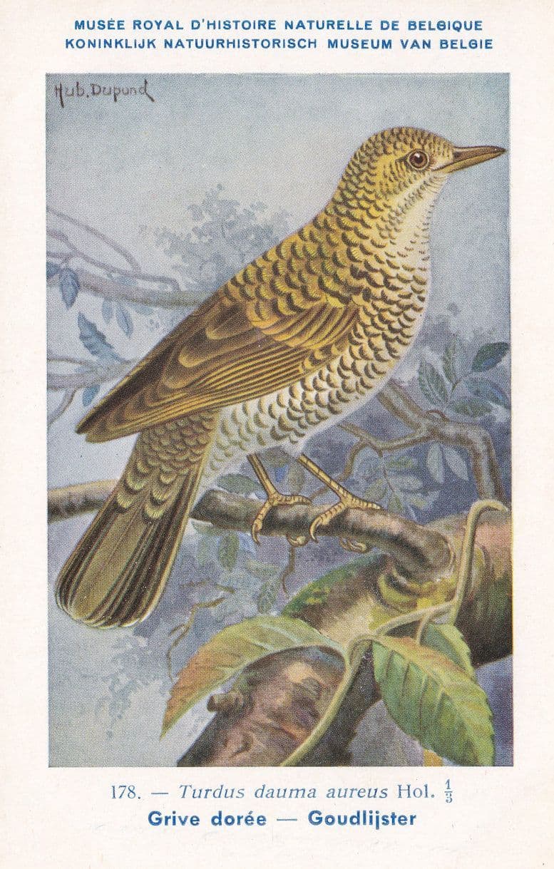 Scaly Thrush Turdus Dauma Bird WW2 Rare Postcard