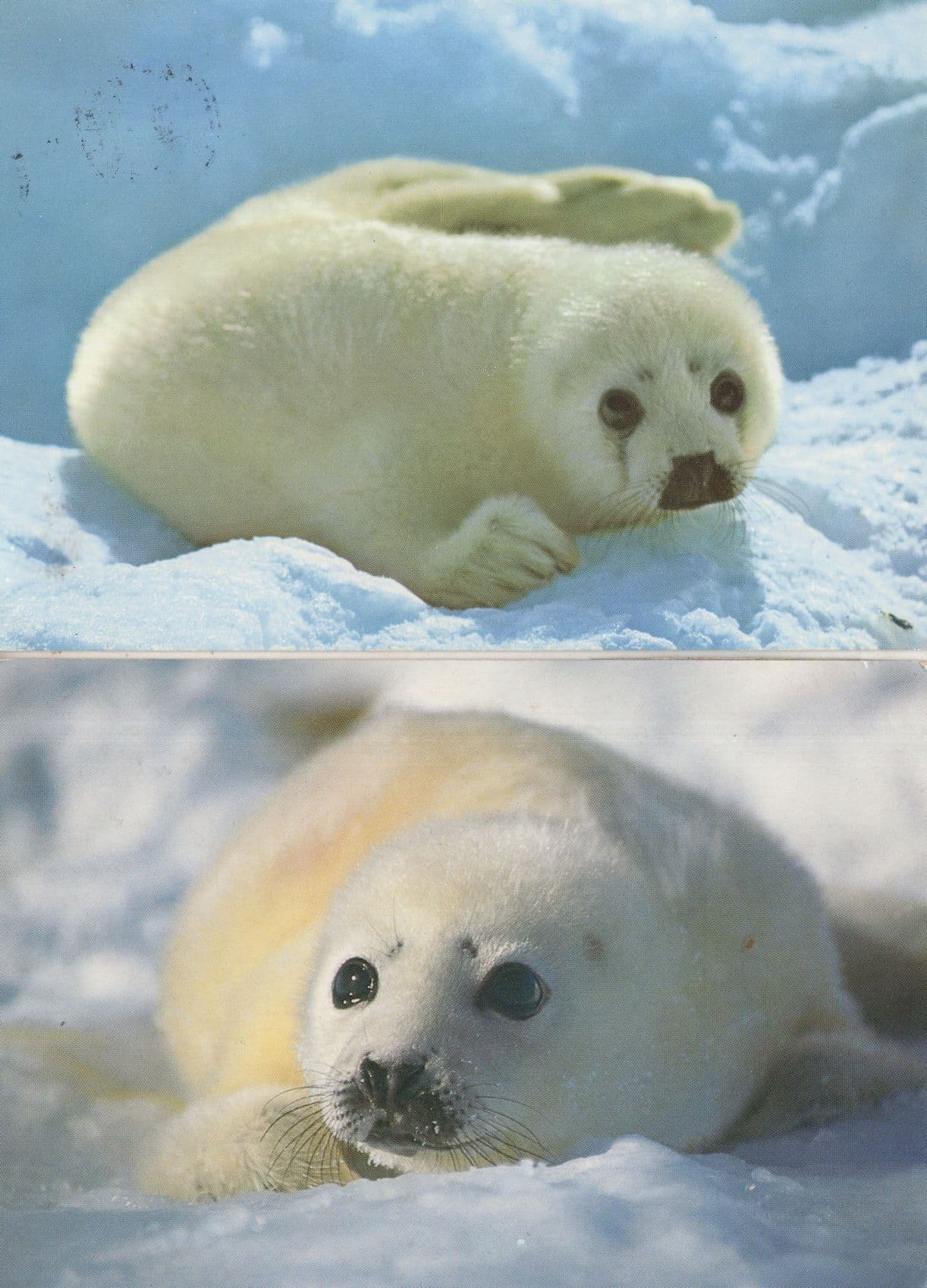 Scared Harp Seal Pup Kit Kat Chocolate 2x Postcard s