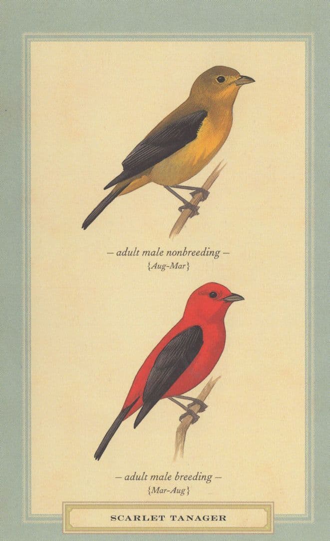 Scarlet Tanager Adult Male Nonbreeding & Breeding Bird Postcard