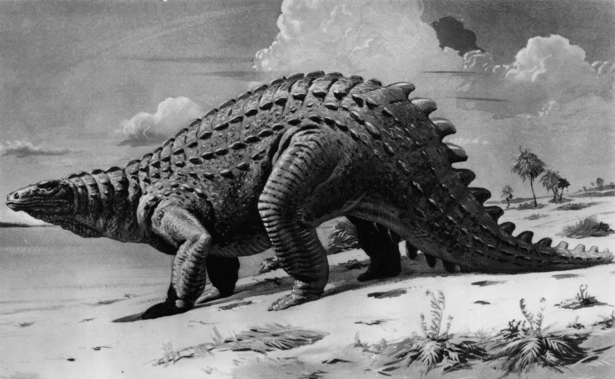 Scelidosaurus Prehistoric Dinosaur Vintage RPC Museum Real Photo Postcard