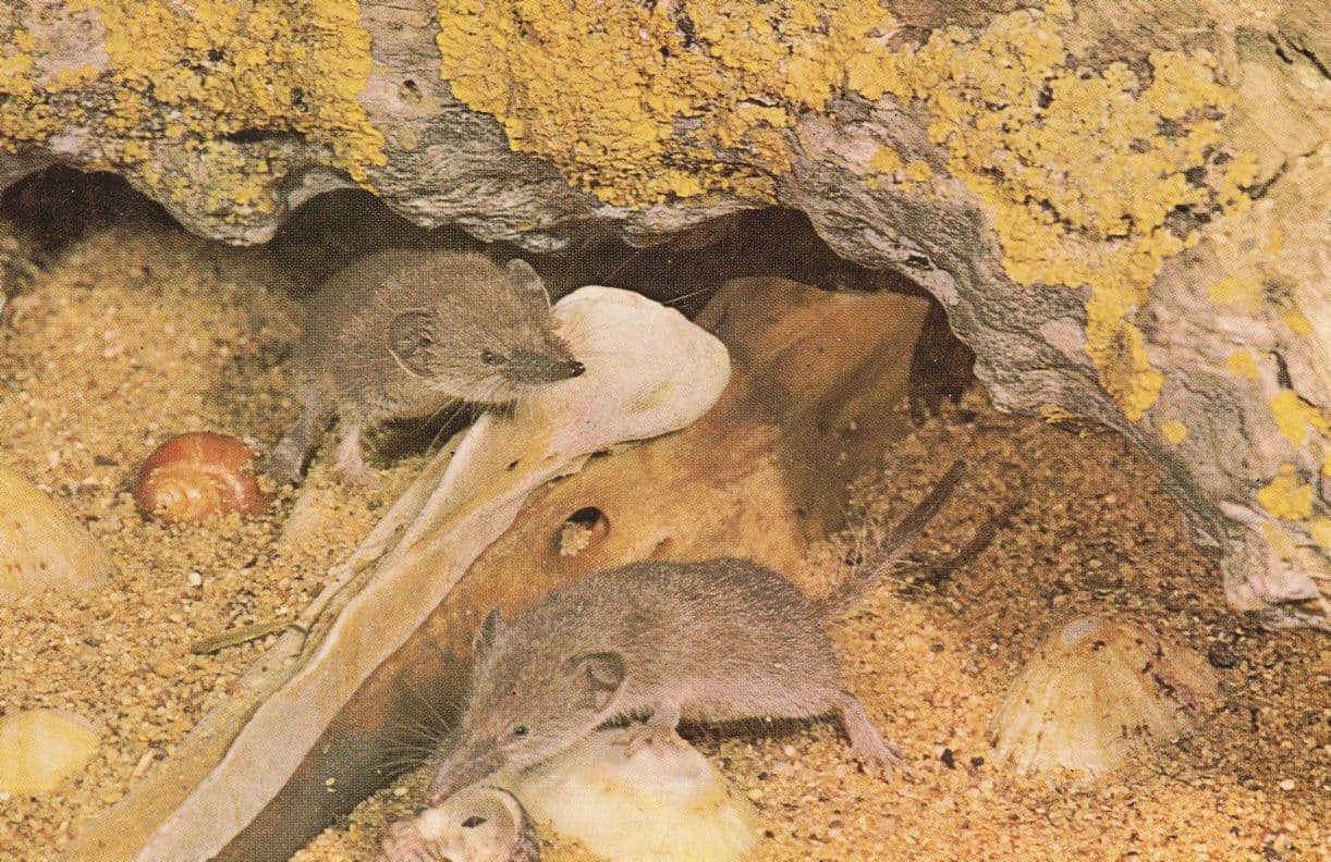 Scily Shrew Isles Of Lesser White Toothed Shrews Postcard