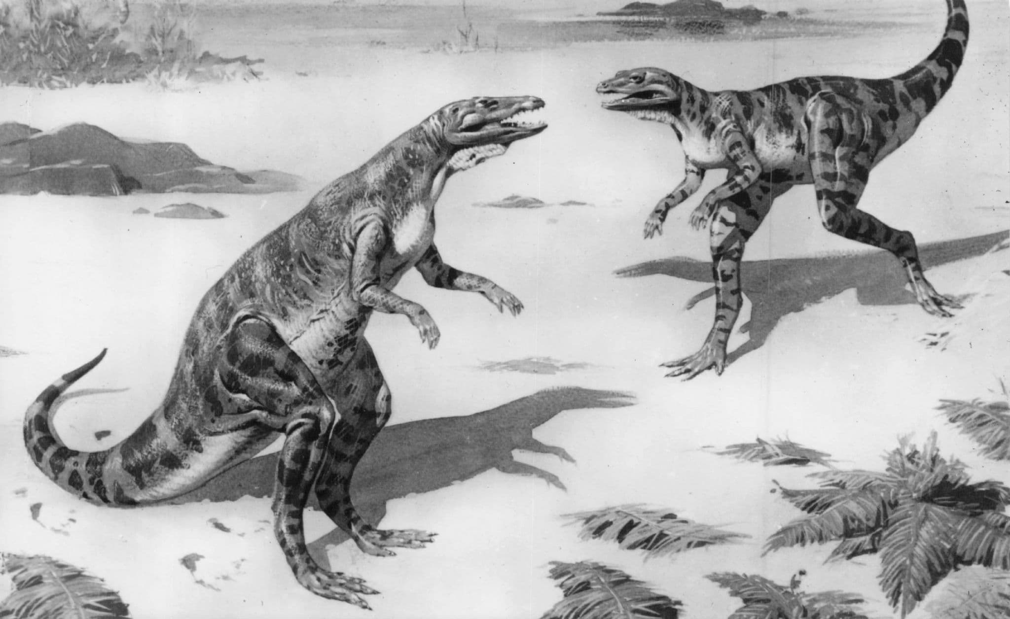 Scleromochlus Prehistoric Dinosaur Vintage RPC Museum Real Photo Postcard