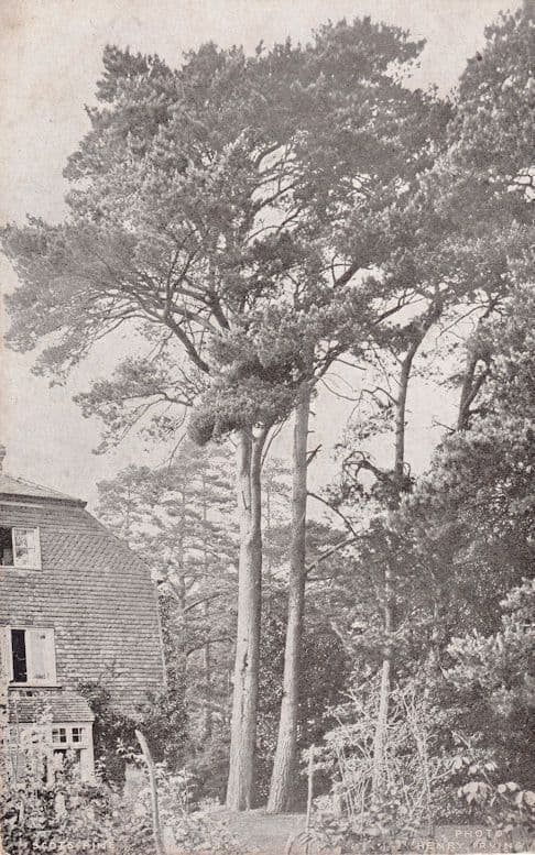 Scots Fine Tree London Reward Card Antique Postcard